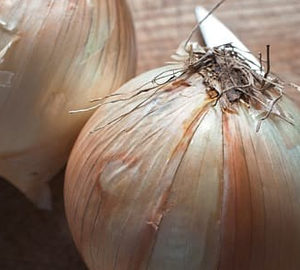 Vidalia Onion History two onions