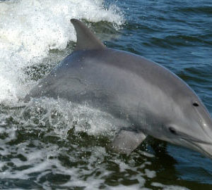 Nature and Wildlife Water Tours dolphin