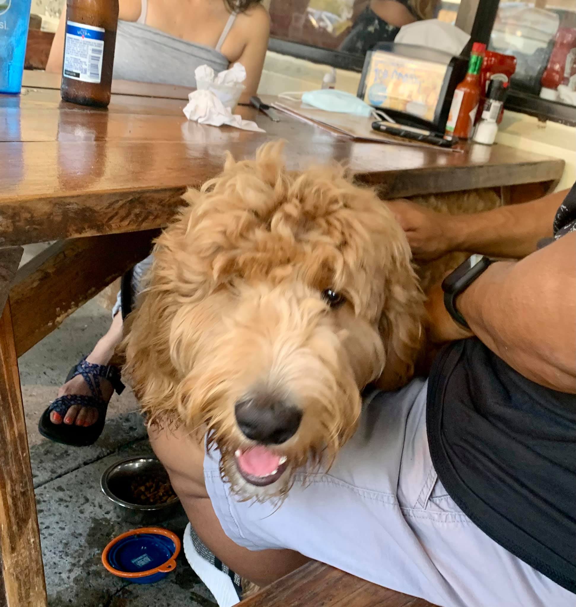 Dog Friendly Restaurants St. Simons