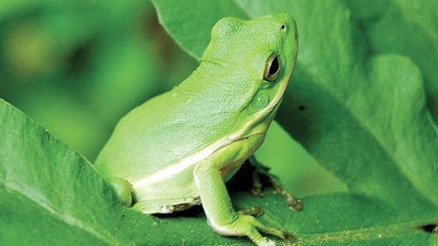 Georgia State Symbols green tree frog