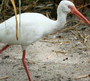 The Wondrous White Ibis