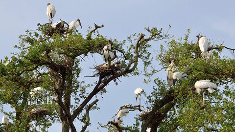 Wood storks nesting