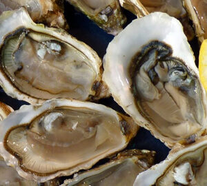 raw Oyster Bars oysters on the half shell