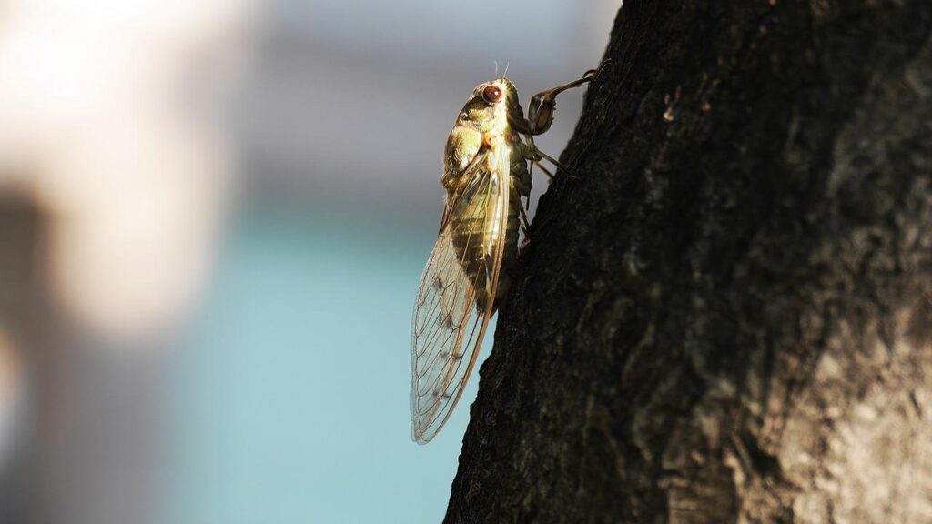 Cicadas Are All the Buzz