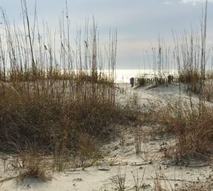 The Benefits of Taking a St.Simons Island Vacation This Winter. Sand Dunes