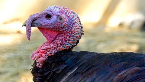 Turkey Tracking. turkey profile
