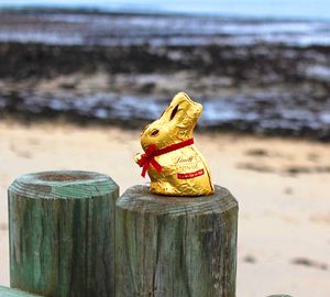 Easter "Hop"-penings in the St. Simons Island Area. chocolate easter bunny in gold foil