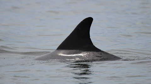 Why We Love Dolphins. dolphin dorsal fin