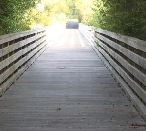 Nature Trails in the Golden Isles. a wooden boardwalk