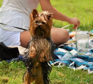 5 Fabulous Places to Picnic. a yorkie dog in the grass