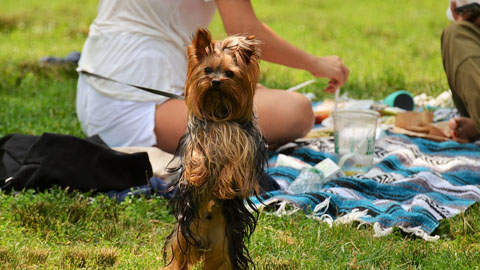 5 Fabulous Places to Picnic. a yorkie dog in the grass
