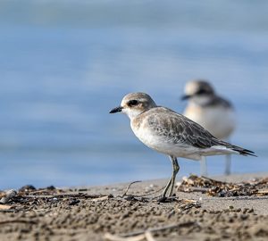 Birdwatching on St. Simons Island. 2 plover shore birds