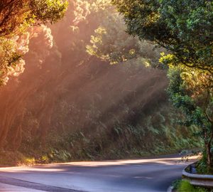 Take a Trek Down the Georgia Coast. a road with trees