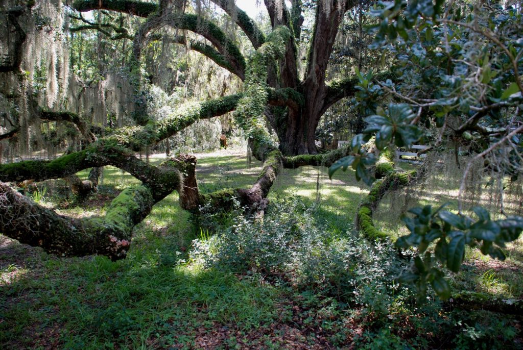 Visit the Hofwyl-Broadfield Plantation. large live oak